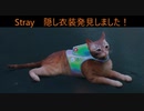 Stray　子猫の隠し衣装発見！