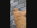 ねこねこ動画、略してねこ動