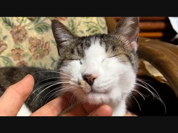 街に愛された人懐こい野良猫、愛の中でその瞳を閉じる