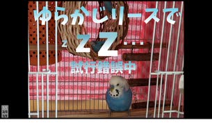 【セキセイインコ】（No.30）ゆらかじリース・・・最終回