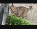 パトロールを怠らないタタルさん