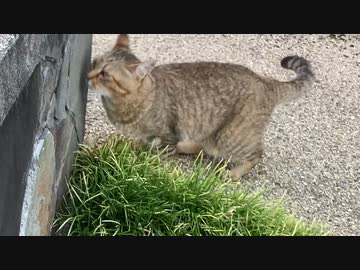 パトロールを怠らないタタルさん