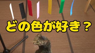 うちのネコ　猫の好きな色は何色なのか気になったのでしらべてみた