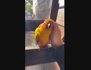 ホモと見る　人に寄り添ってくれるインコ