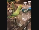 ホモと見る　ペットボトルをやっつけるたび喜んで報告してくるインコ