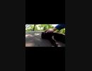 大昔は魔女の使いだった黒猫が今は・・・！？#Shorts【野良猫】【感動猫】