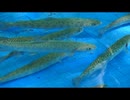 夏の木窪大滝を眺めるだけ(石川県河北郡津幡町)