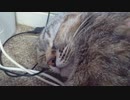 拾いねこ＠生後3676/3643日目　可愛い寝顔の月音さん。