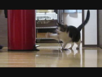 紐で遊ぶ猫（とニンゲン）