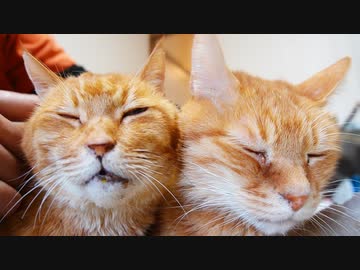 黄昏のボス猫、見送った猫たちと追憶の街角