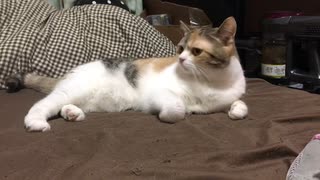 しおこのストレッチを見つめる渋子（ビビリ渋子入り）