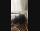 クロクマハムスターぱくぱくムシャムシャ