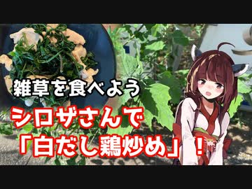 【思い切って野草を食べてみよう】#78 シロザさんで「白だし鶏炒め」！