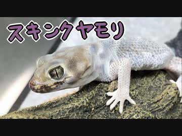 鱗が剥がれるヤモリ