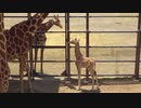 京都市動物園にキリンの赤ちゃんがうまれた