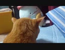 拾いねこ＠生後3677/3644日目　今日は大体どあっぷアコツキ。