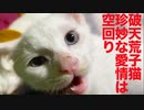 破天荒子猫、3匹の珍妙な愛情が空回り
