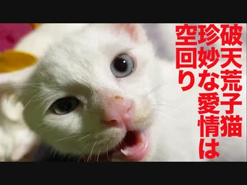 破天荒子猫、3匹の珍妙な愛情が空回り