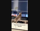 オラオラ猫