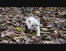 子猫が全力で追いかけてくる！！