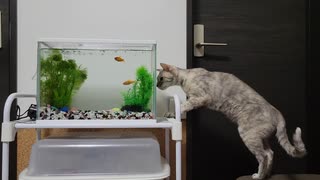 猫と初めての金魚