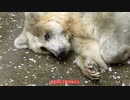 【ゆっくり】貴族かぶれが日本を楽しむ 青森編　3日目
