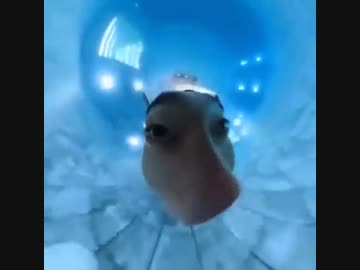 ホモと見る　GoProカメラの新しい使い方