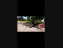 私の足にまとわりついく真っ黒な猫#Shorts【野良猫】【感動猫】