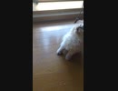 ラグドール子猫のヒカル　電源ケーブルで遊ぶ