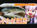 【ゆかりが脂っこいもの食べるだけ】イナダの刺身作るよ！【イナダ】【大洗】【船釣り】