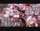 【VOICEROID車載】山口ゆるぐだ探訪記【周防大島河津桜】