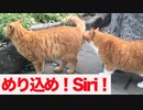 Siri見せキング猫は誰だ!? ＊−1グランプリ開催！