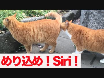 Siri見せキング猫は誰だ!? ＊−1グランプリ開催！