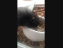 クロクマハムスターぱくぱくムシャムシャ
