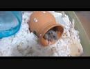 ハムスター飼いました。その134～2022年7月だよ!!体重測定だよ!!～