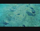 # 転校前夜/そこらへんの佐藤【歌ってみた】