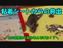ネズミを粘着シートから剥がしてみた
