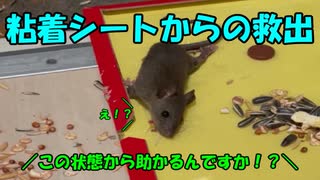 ネズミを粘着シートから剥がしてみた