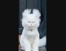 ホモと見る　サイヤ猫