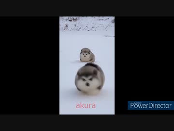 ホモと見る　癒しの動物集7　