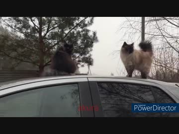 ホモと見る　癒しの動物集8　