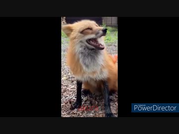 ホモと見る　癒しの動物集10　