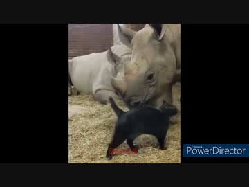 ホモと見る　癒しの動物集11　