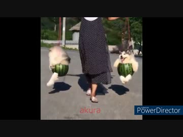 ホモと見る　癒しの動物集12　