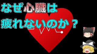 【ゆっくり解説】心臓はなぜ休まなくても疲れない？
