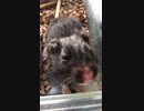 クロクマハムスターぱくぱくムシャムシャ