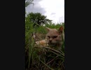 怒りに震える野良猫#Shorts【野良猫】【感動猫】