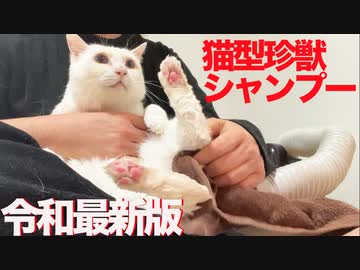 【令和最新版】オッドアイの猫型珍獣、やらかしてシャンプー