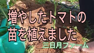 増やしたトマトの苗を植えました
