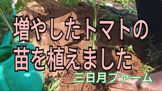 増やしたトマトの苗を植えました